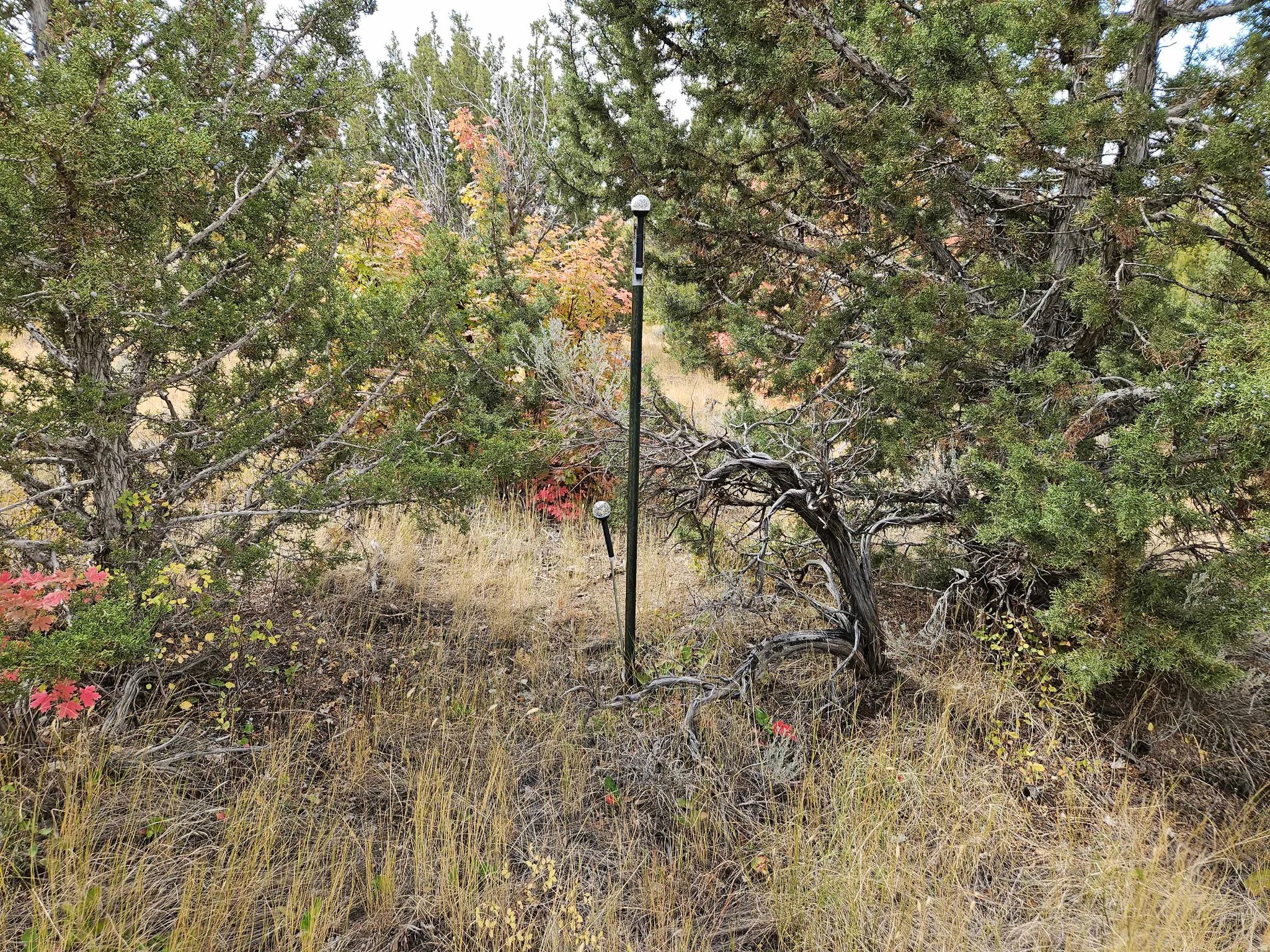 View of local wilderness