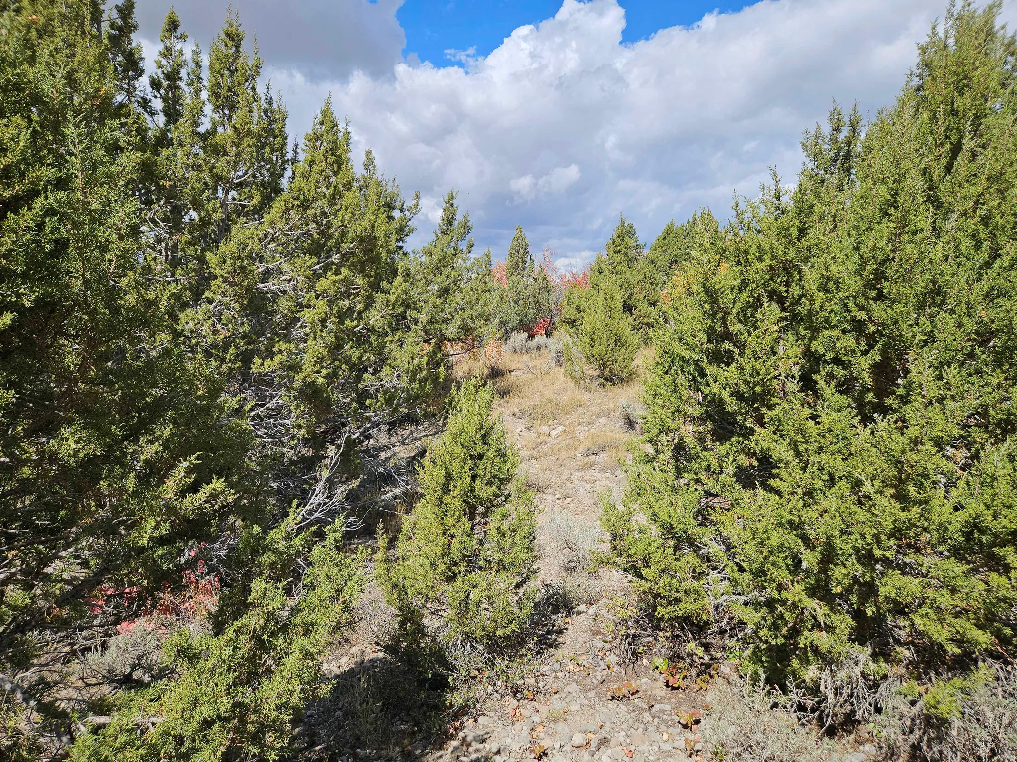 View of woods