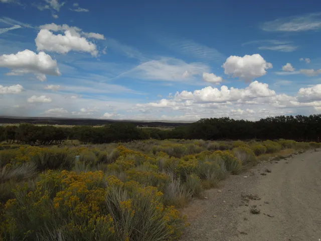 View of local wilderness