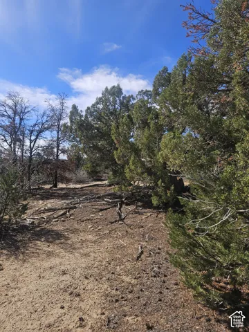 Mature trees and natural ground cover