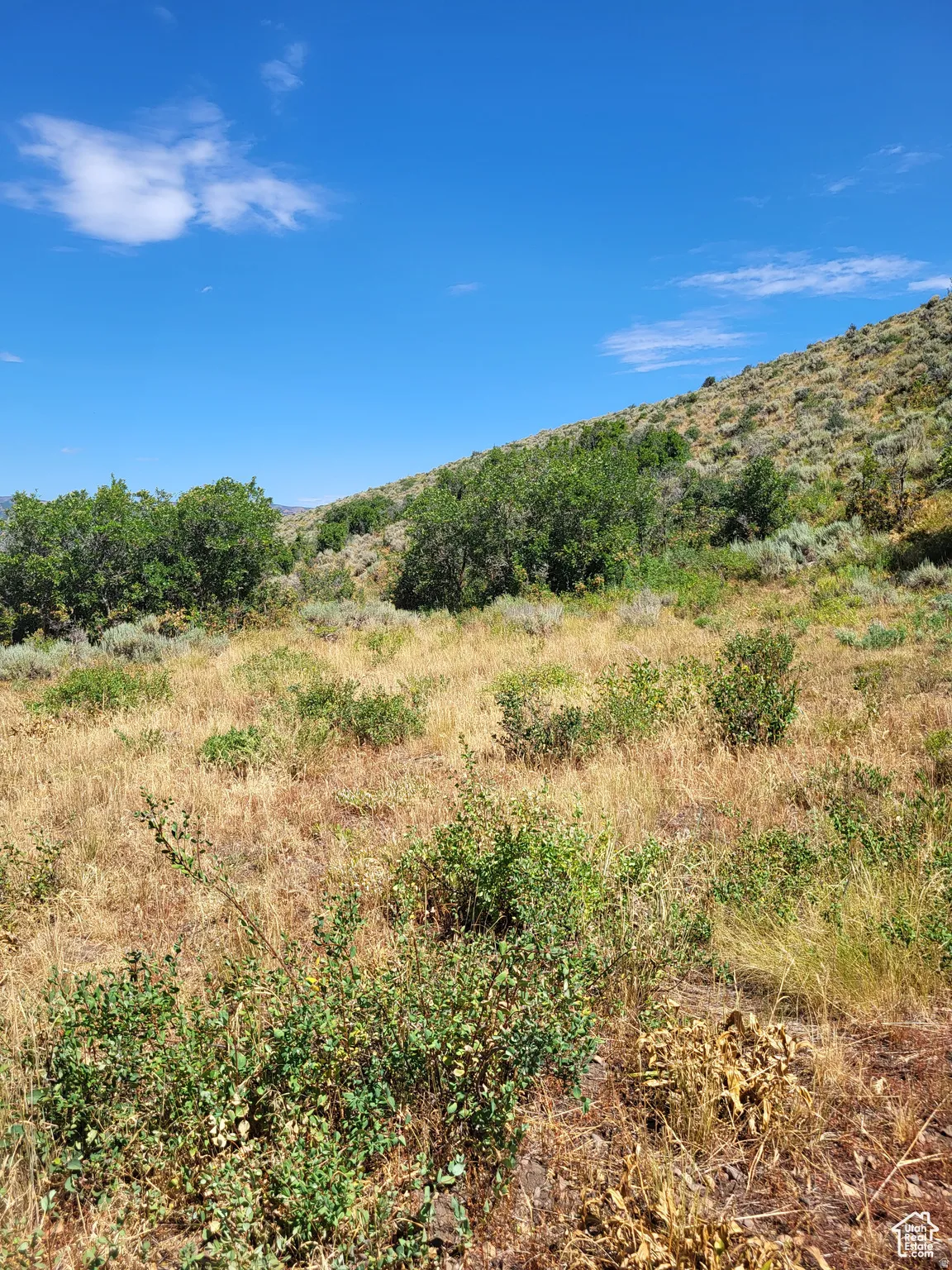 View of local wilderness