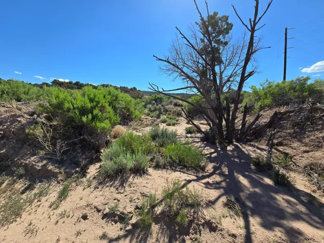 View of local wilderness