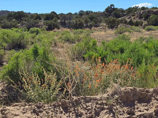 View of undeveloped land