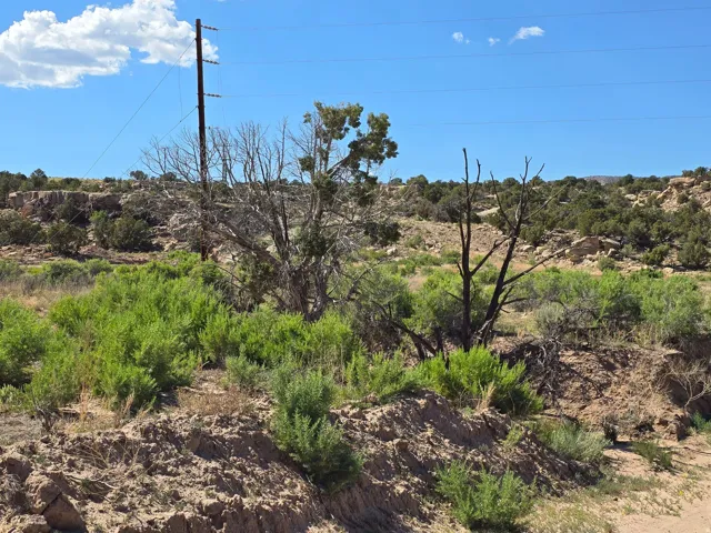 View of local wilderness