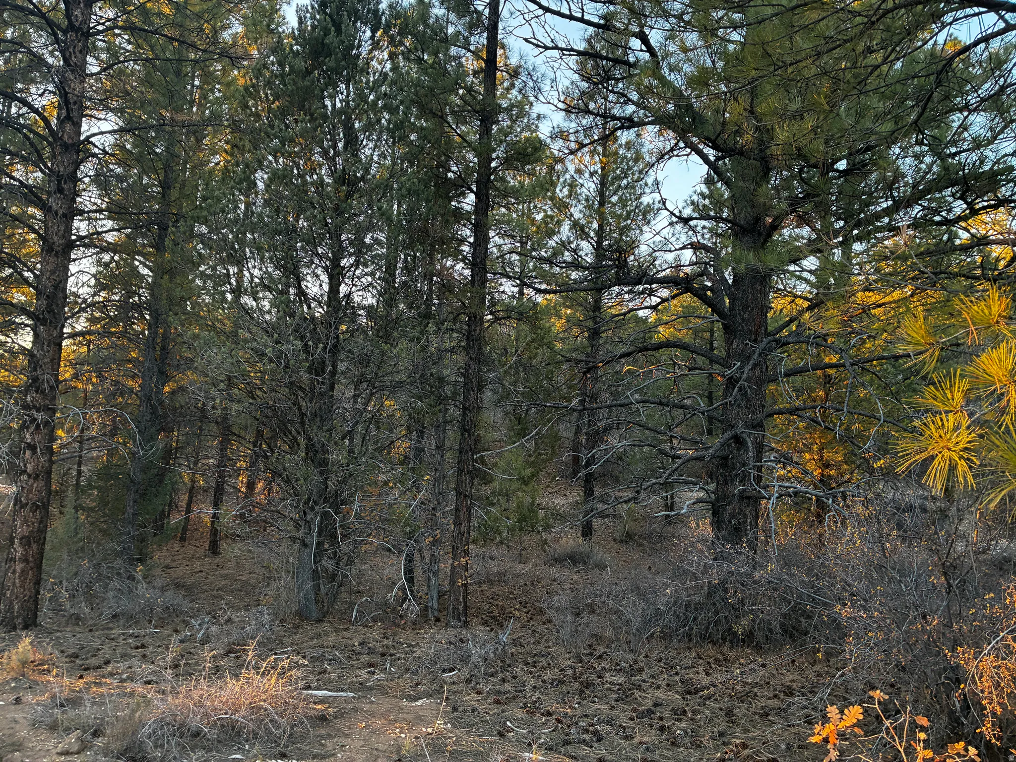 View of tree filled area