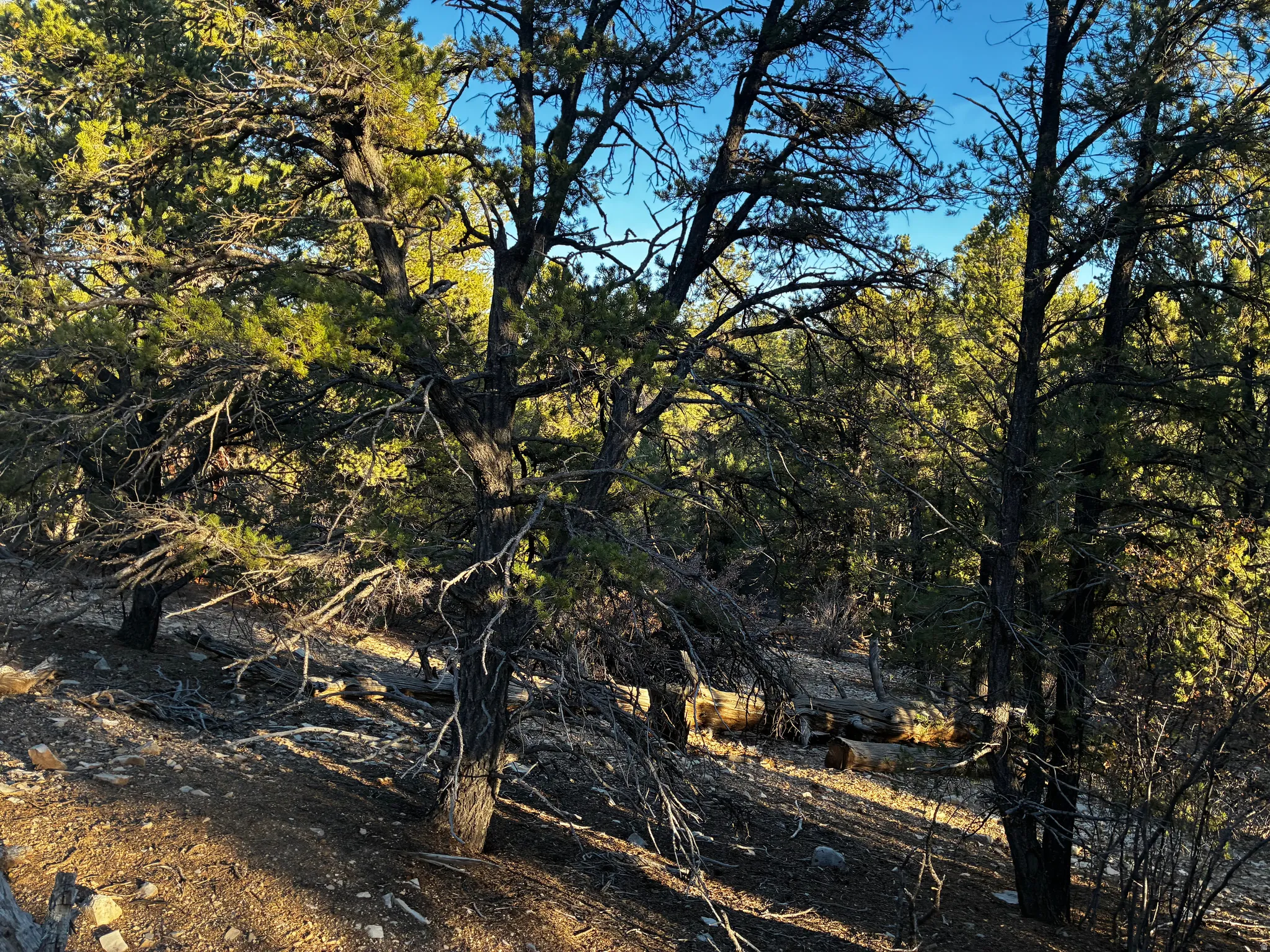 View of undeveloped land