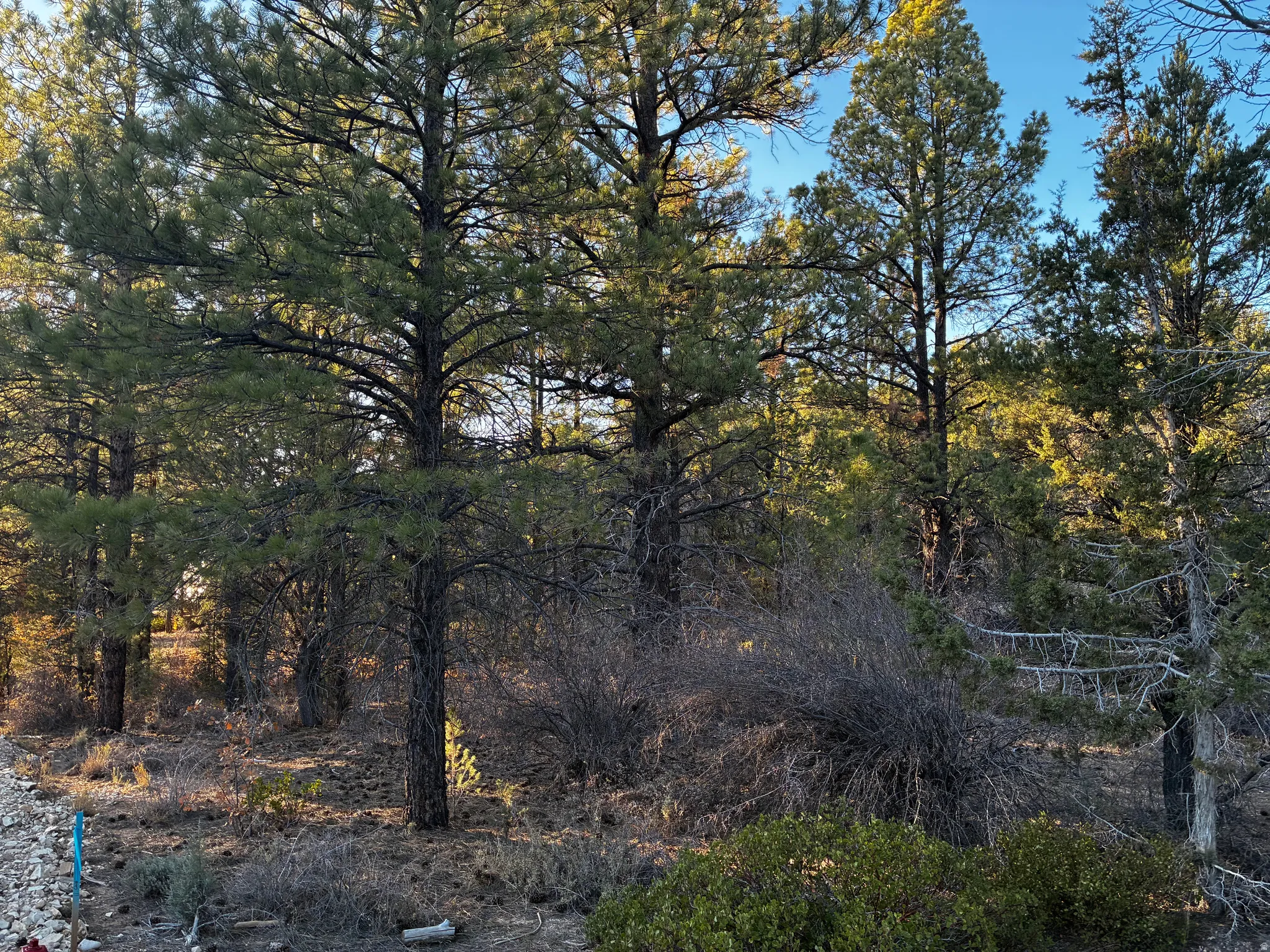 View of tree filled area