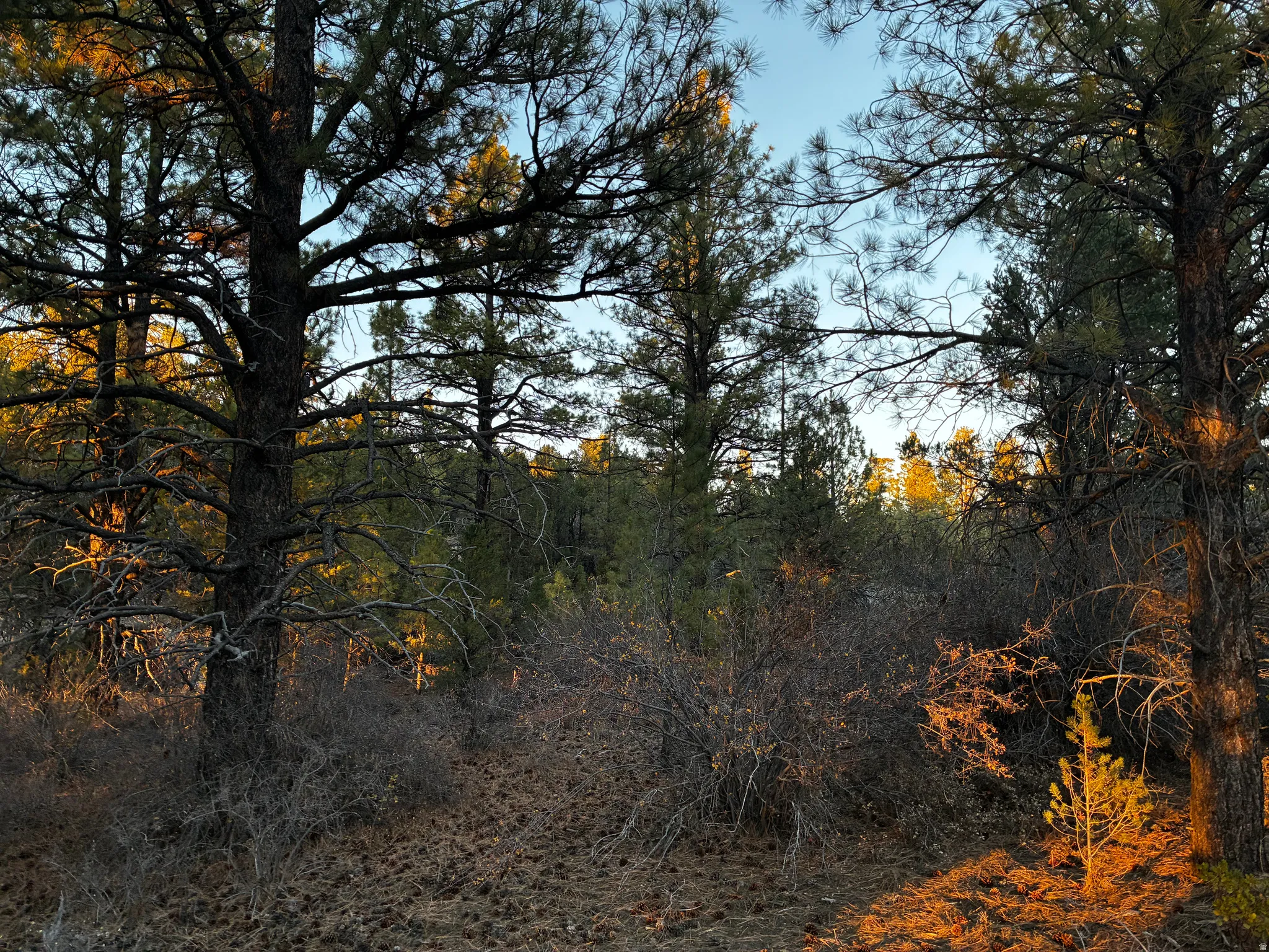 View of wooded area