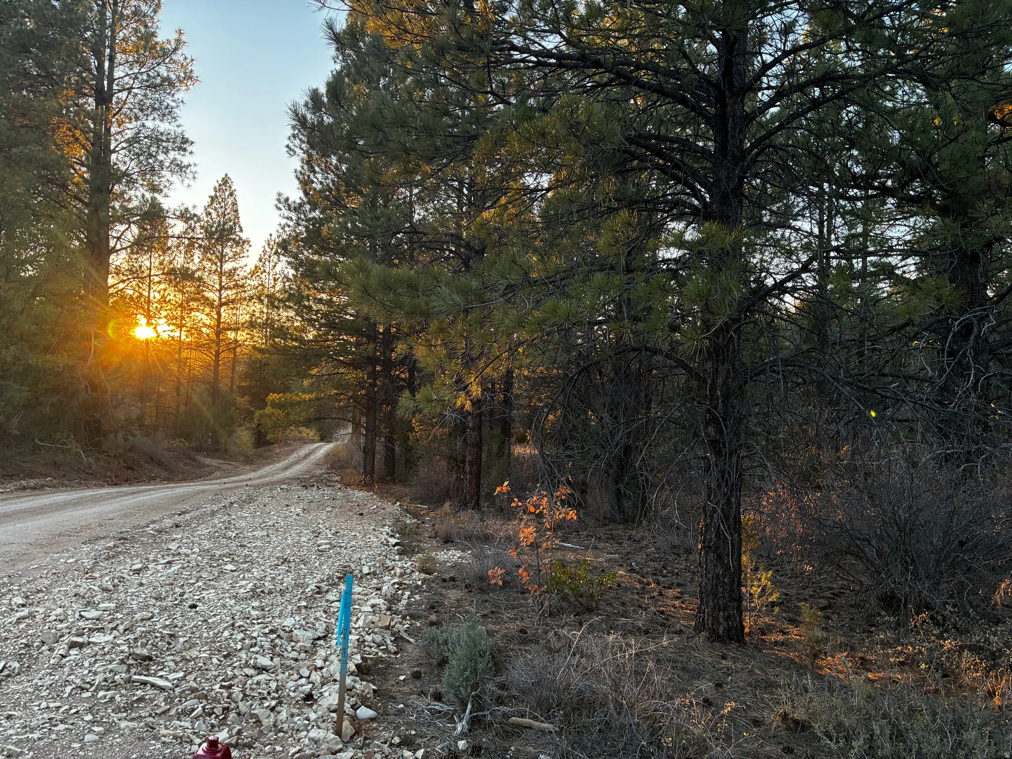 View of dirt / gravel road featuring a forest view