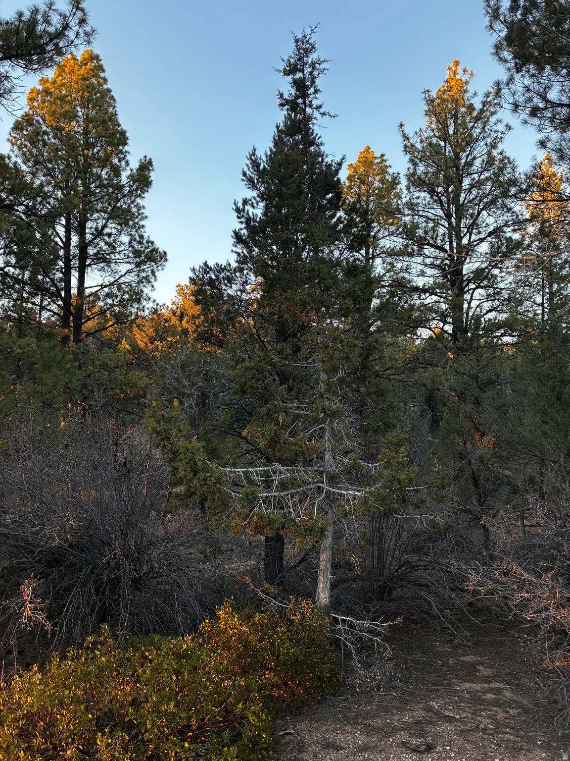 View of local wilderness