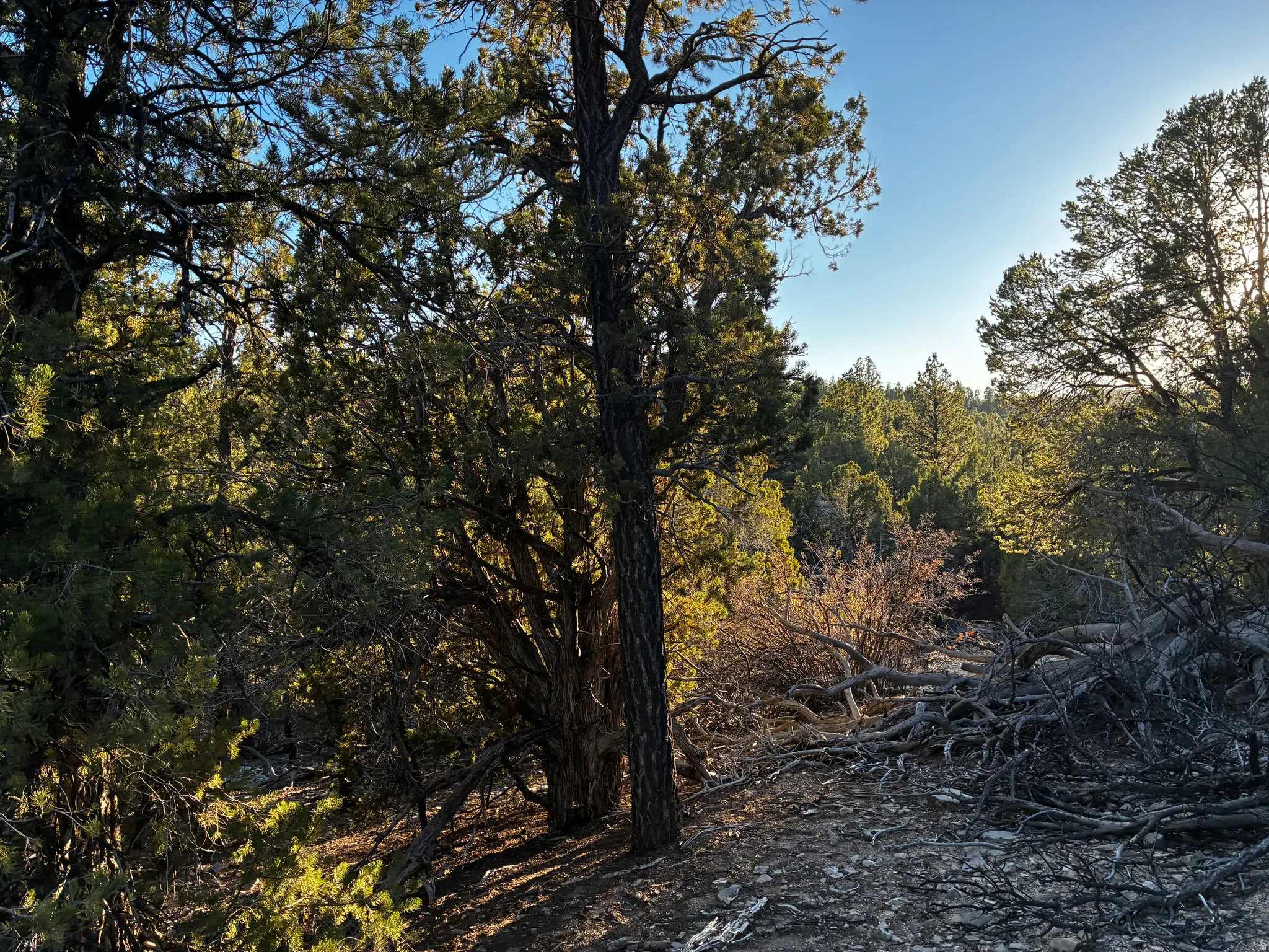 View of woods