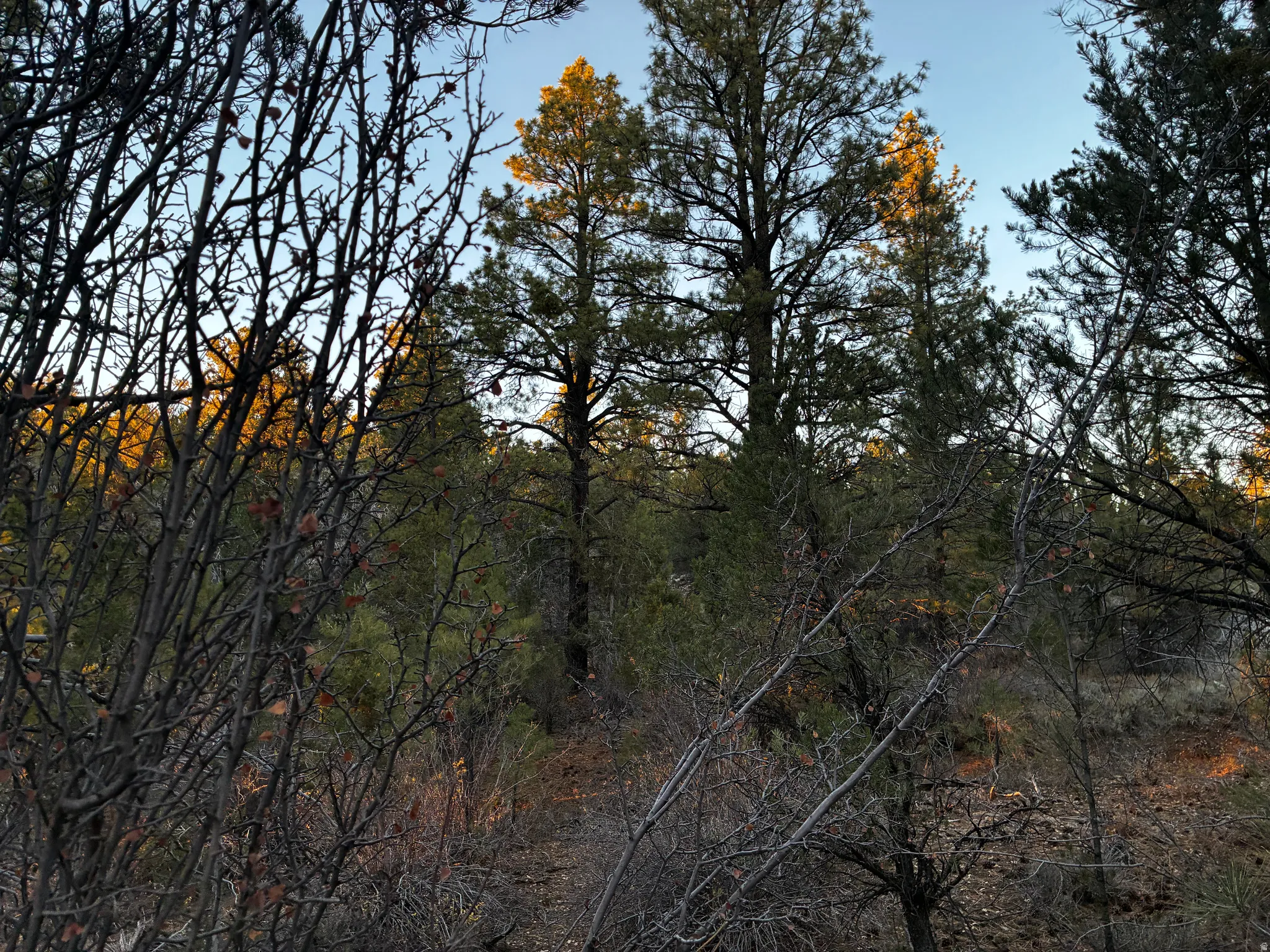 View of wooded area