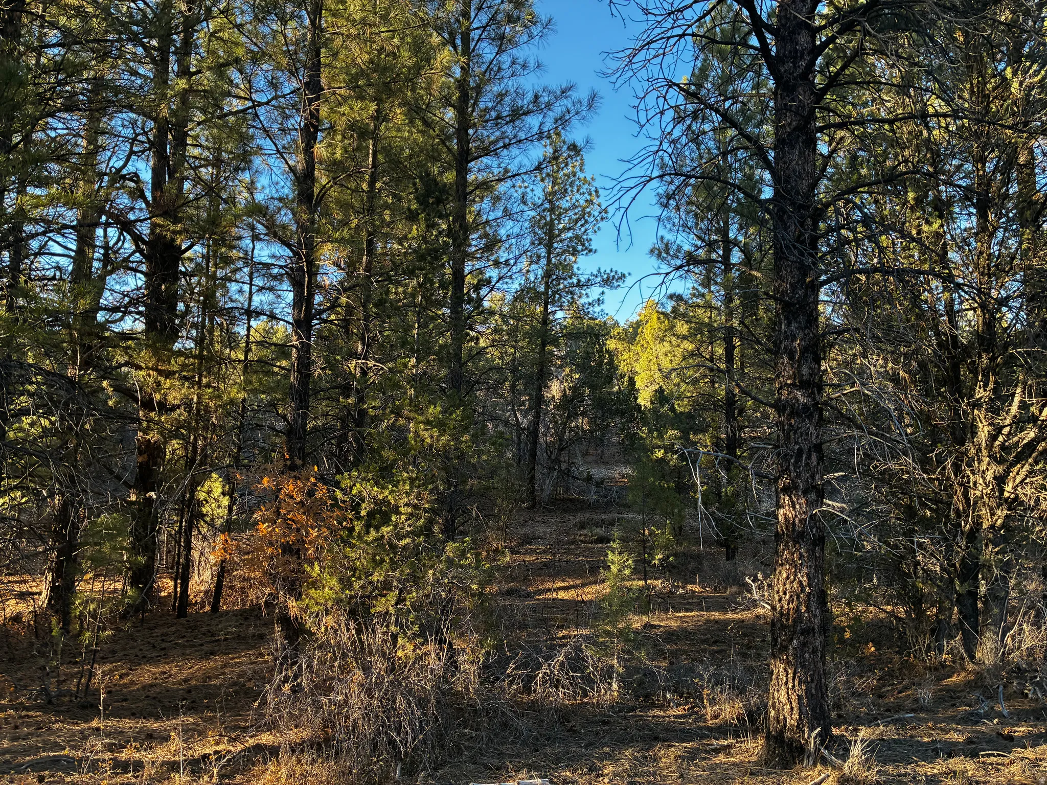View of nature