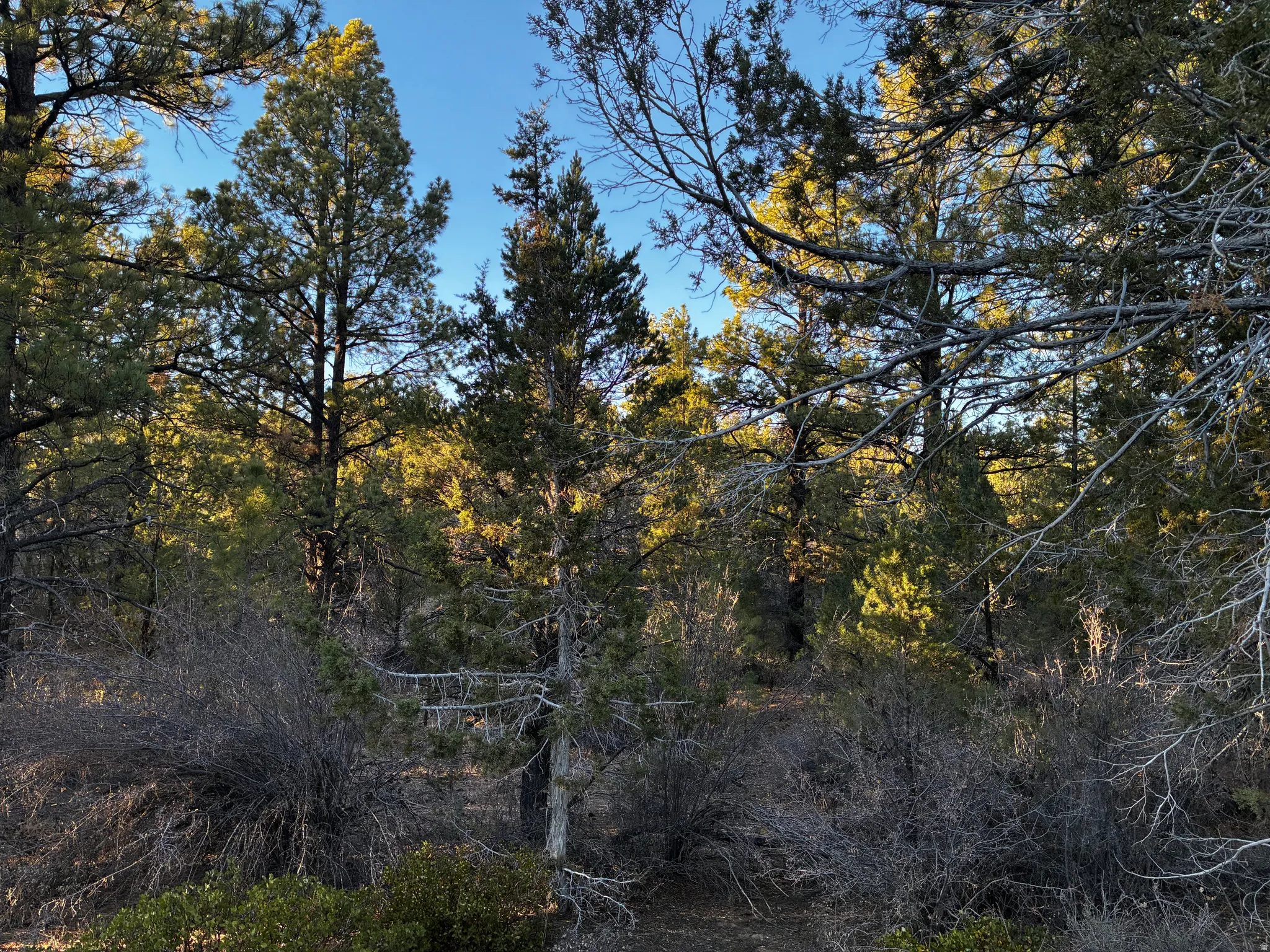 View of local wilderness