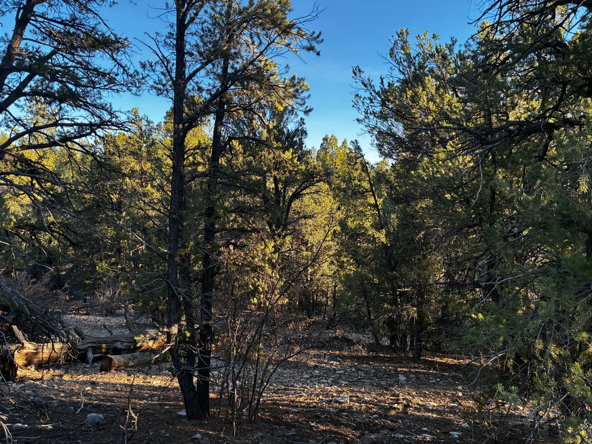 View of nature