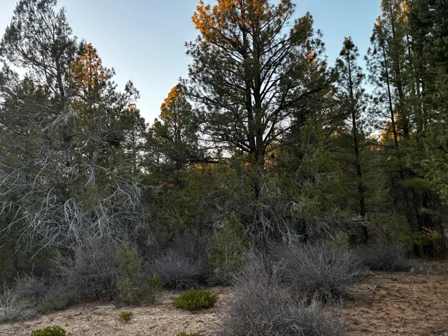 View of undeveloped land