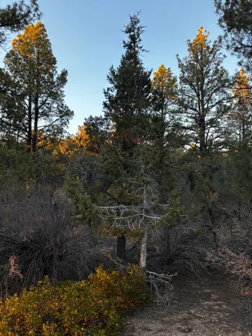 View of local wilderness