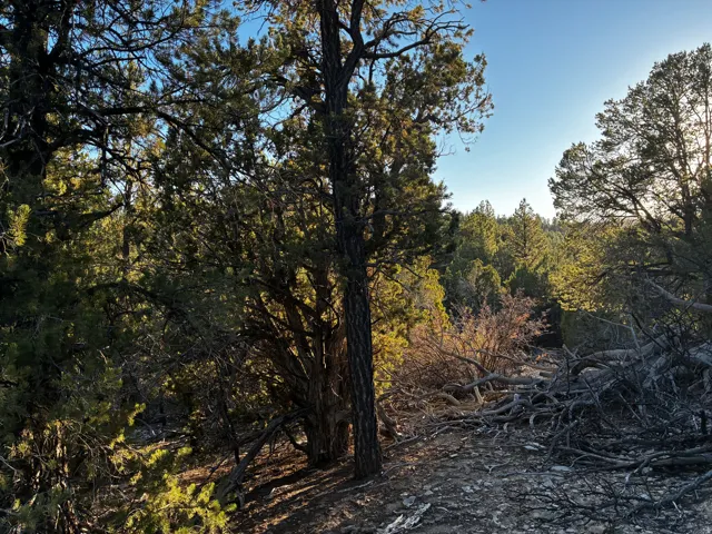 View of woods