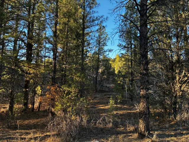 View of nature