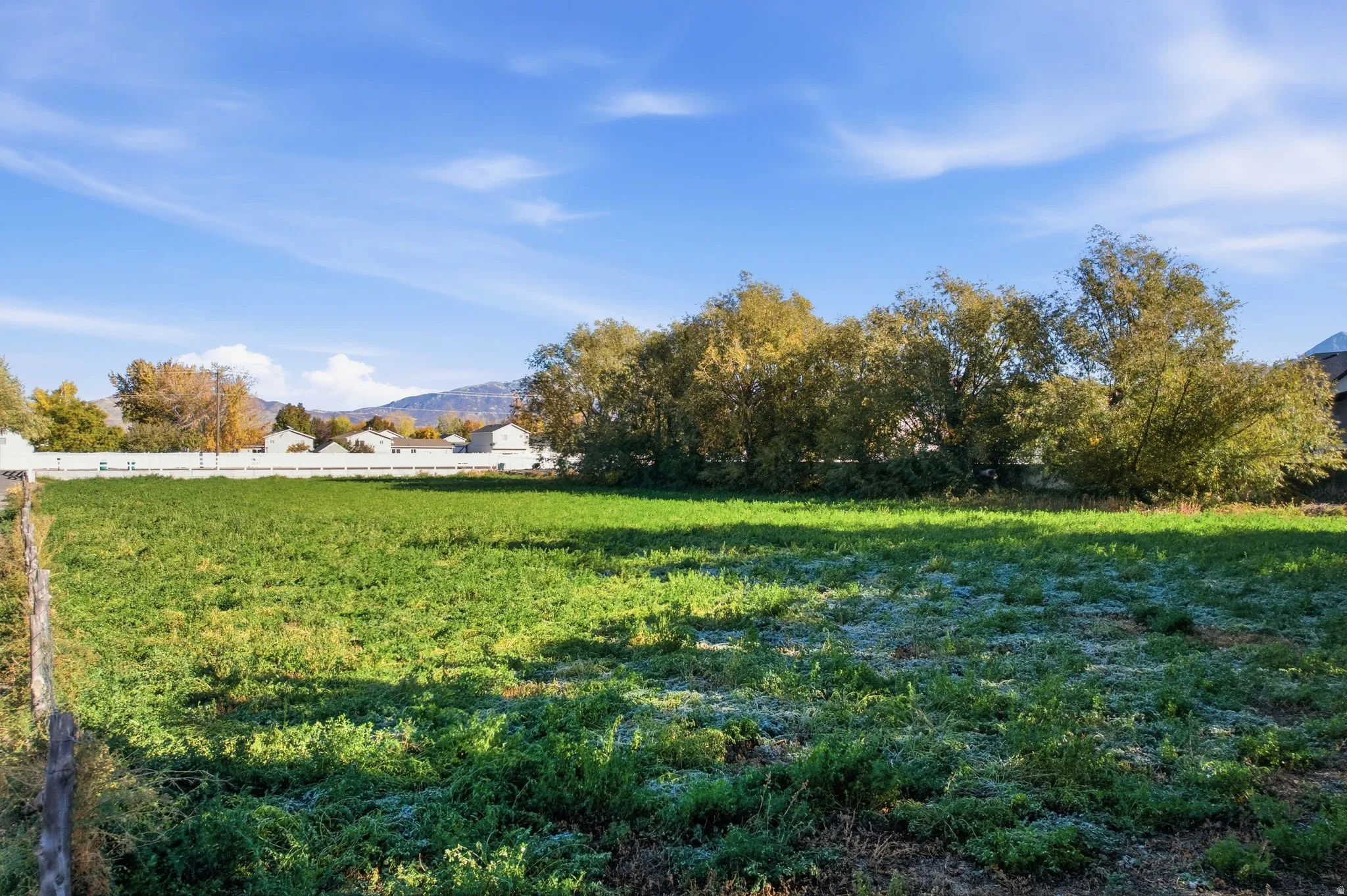 Alfalfa field