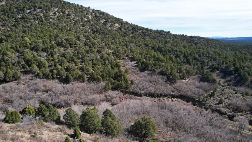 View of mountain background with a heavily wooded area
