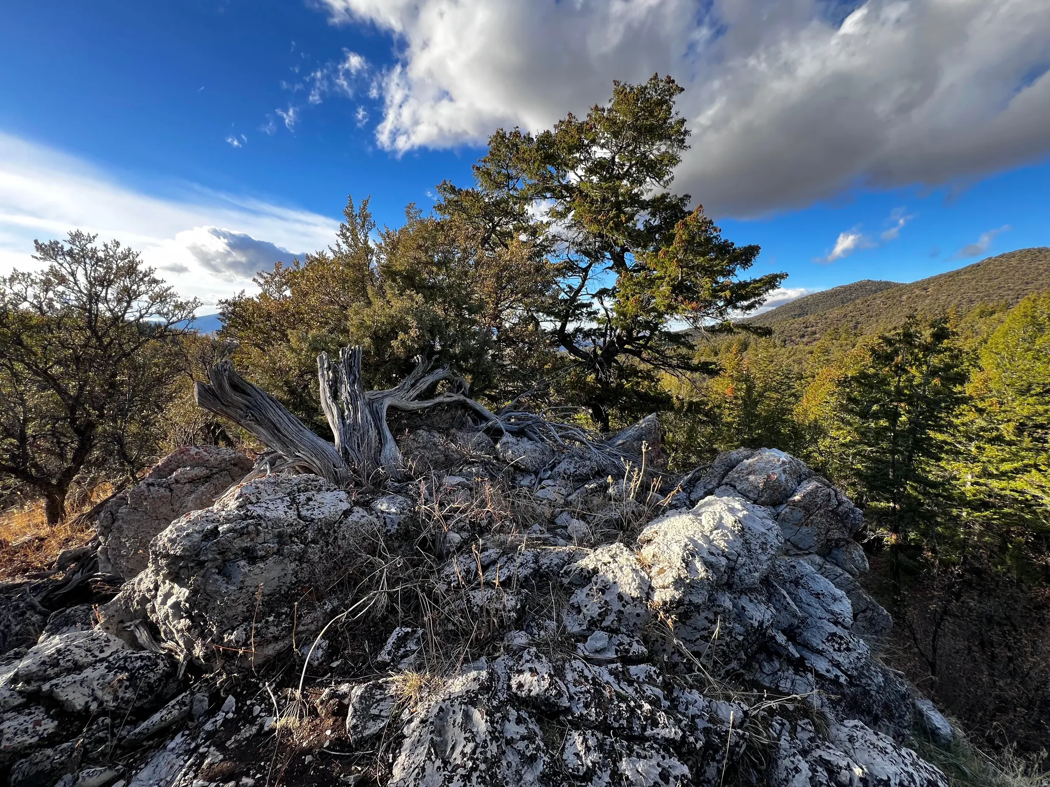View of mountain backdrop featuring a heavily wooded area