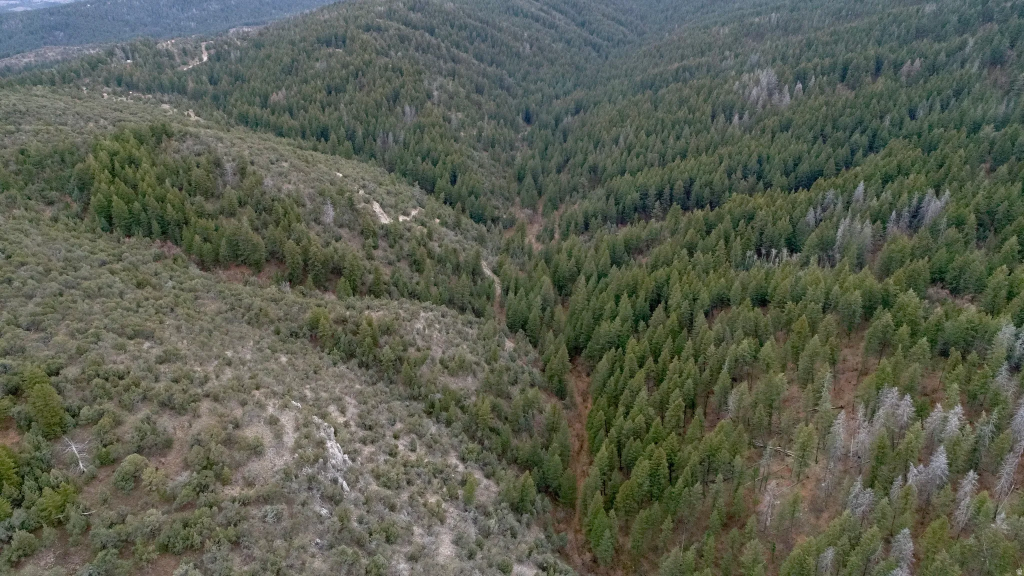 Mountain view with a forest