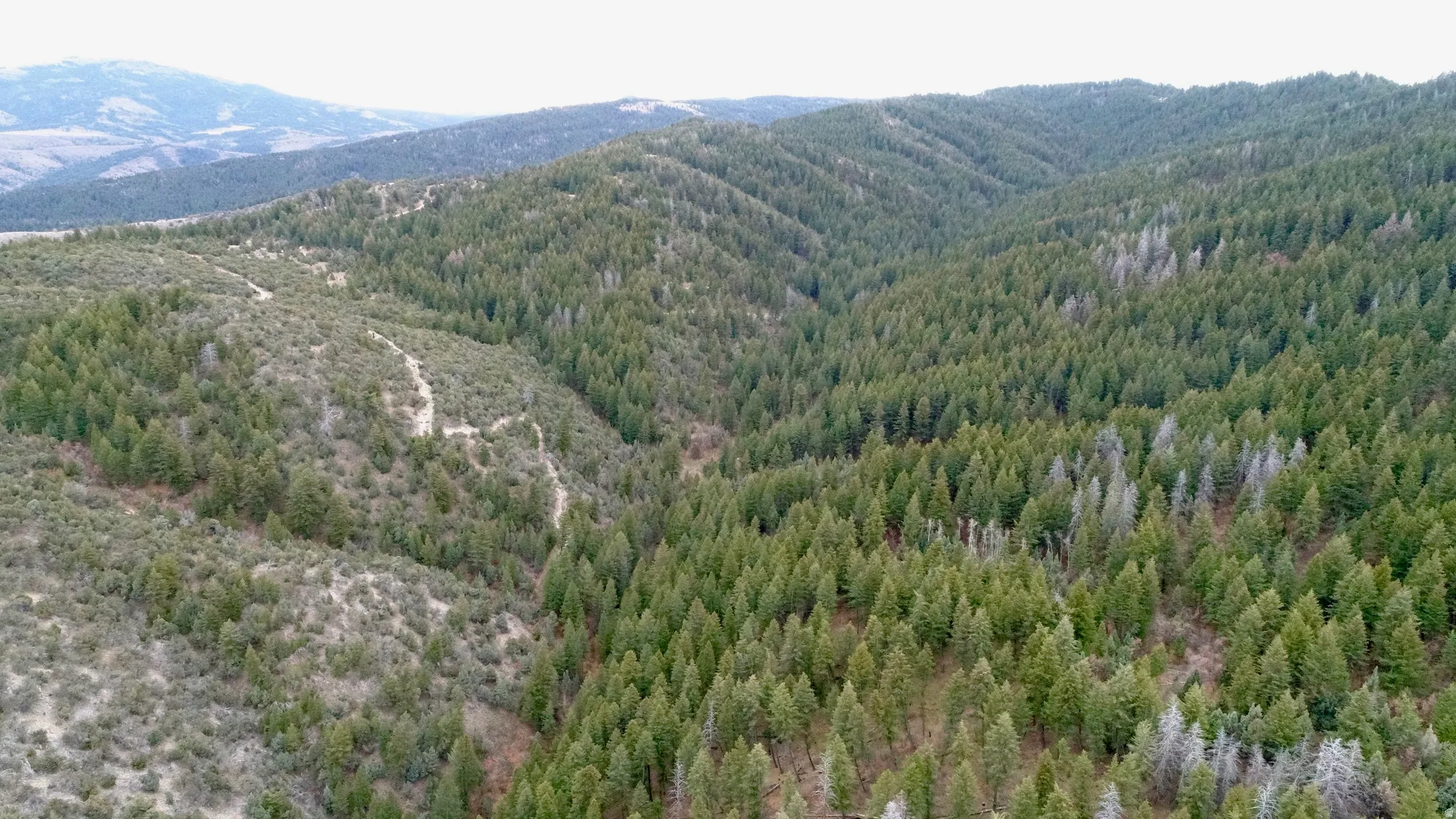 Mountain view featuring a forest