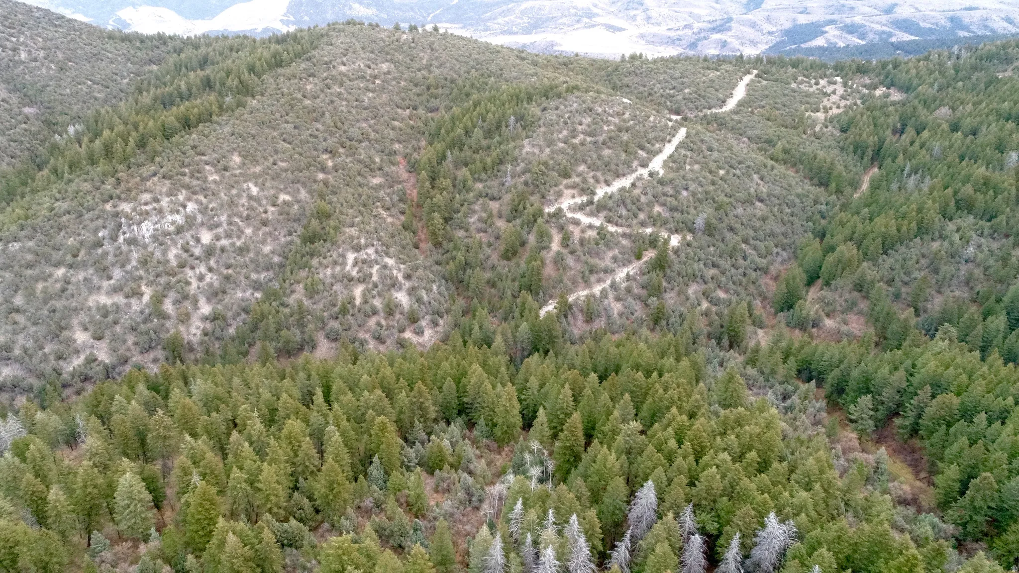 Mountain view featuring a heavily wooded area