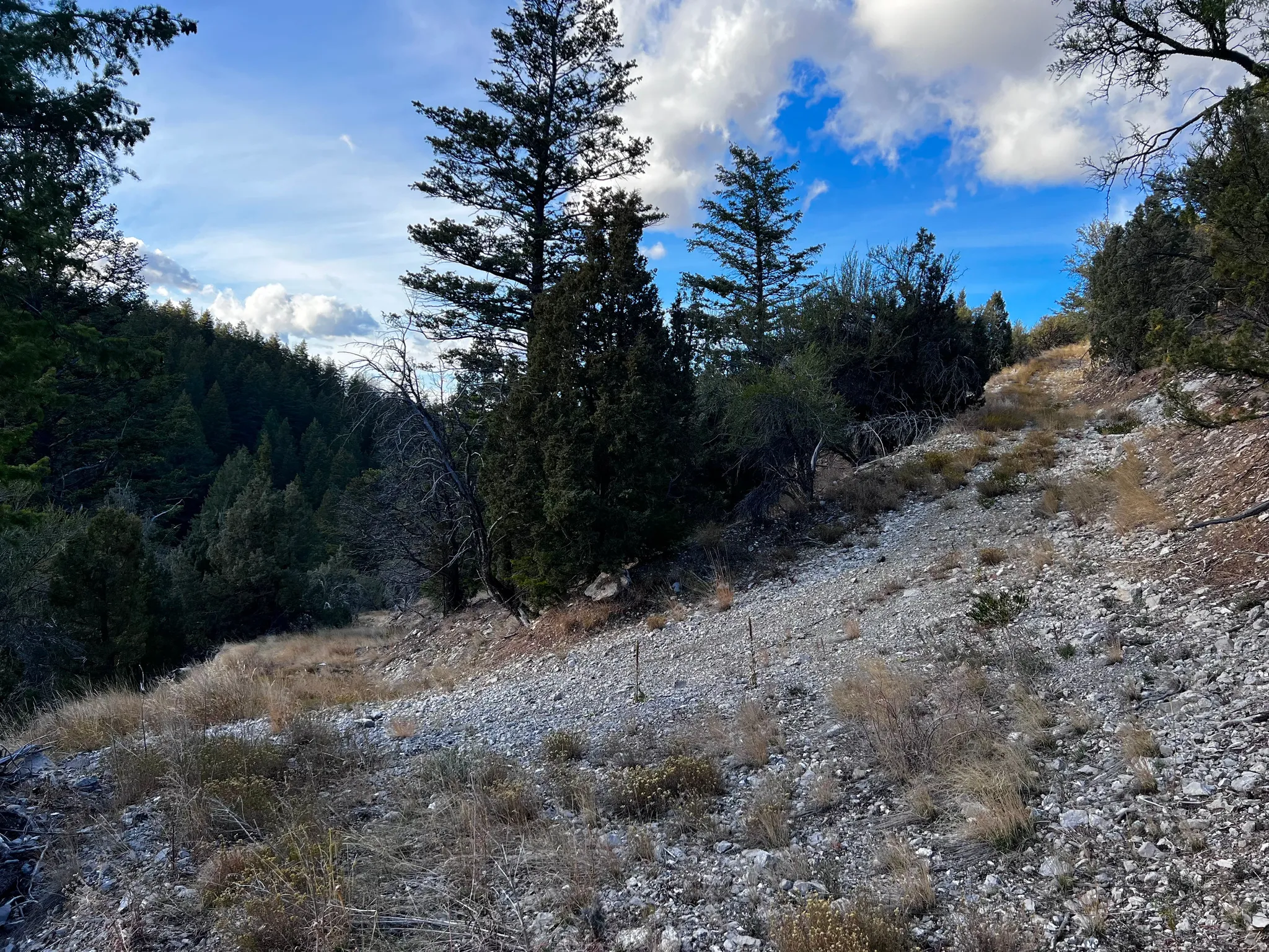 View of woods
