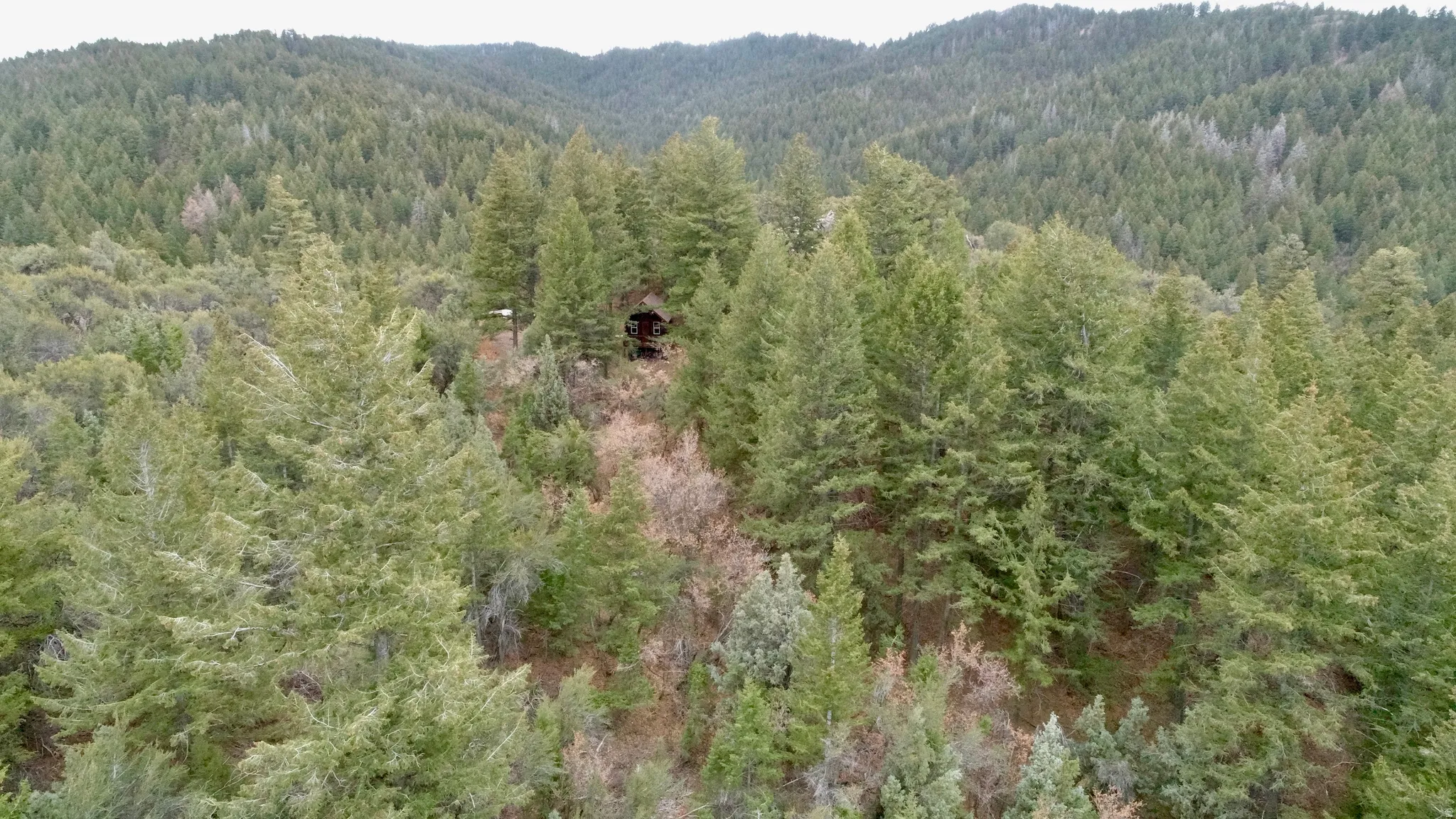 View of mountain background with a heavily wooded area