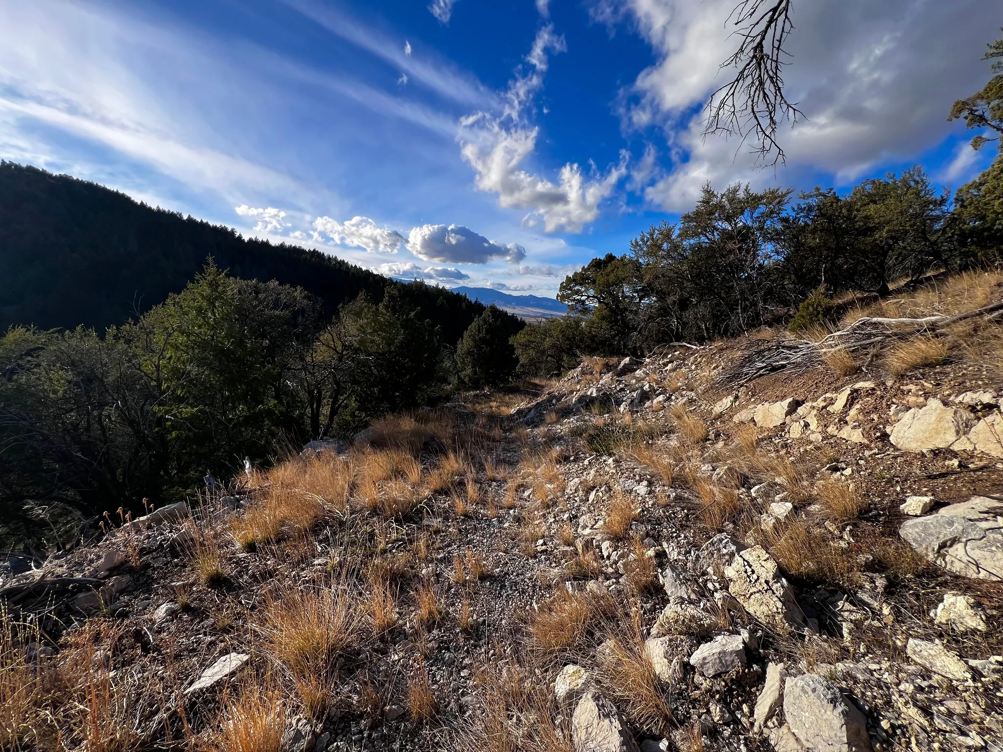 Mountain view with a forest