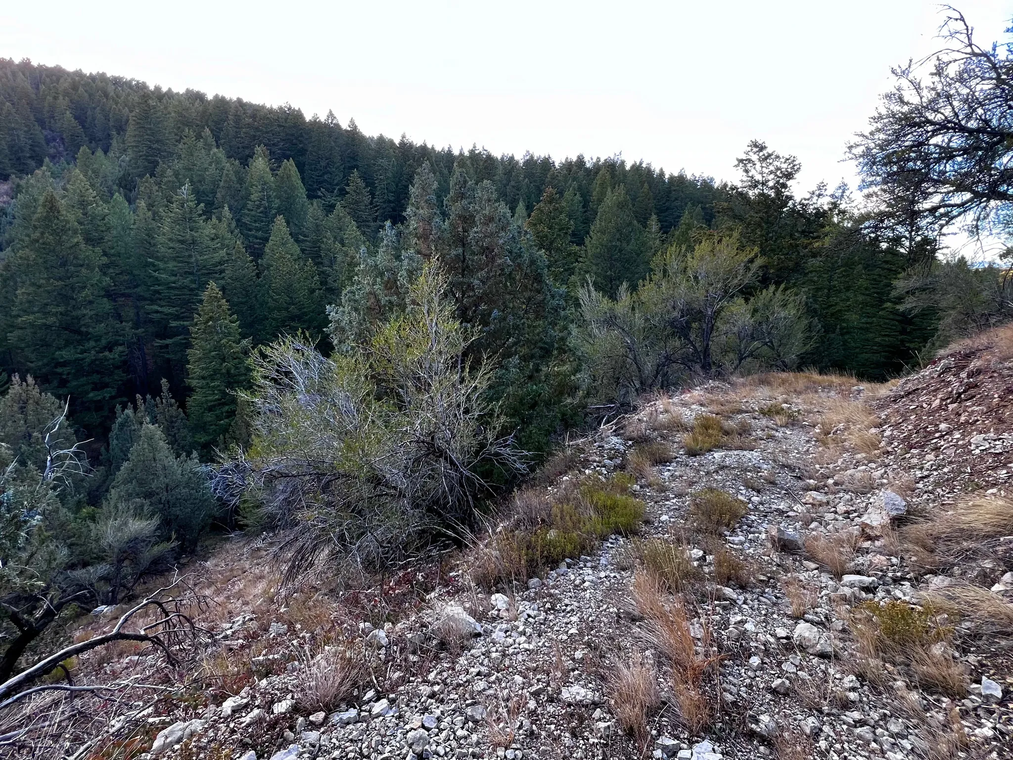View of wooded area