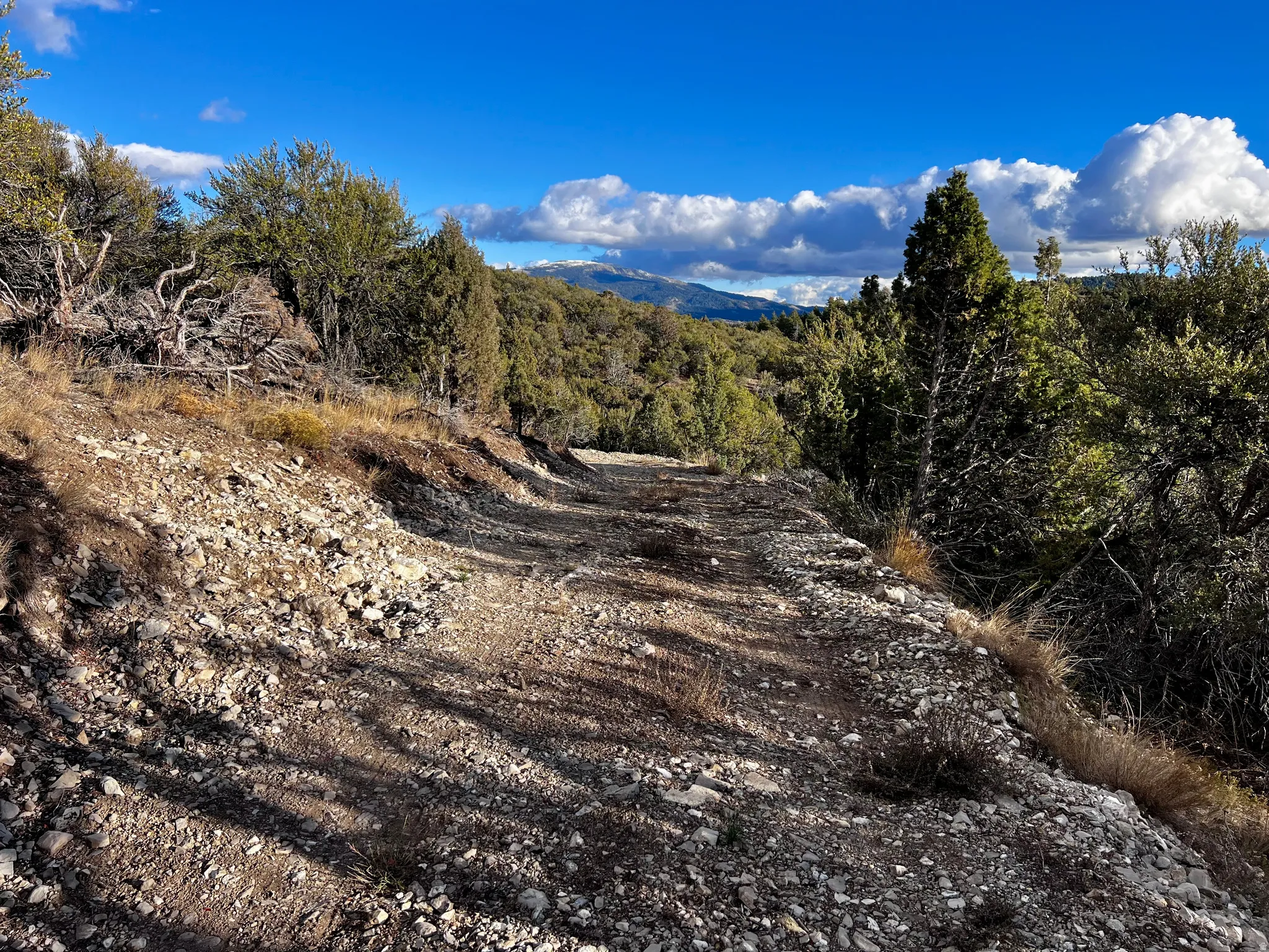 Mountain view featuring a heavily wooded area