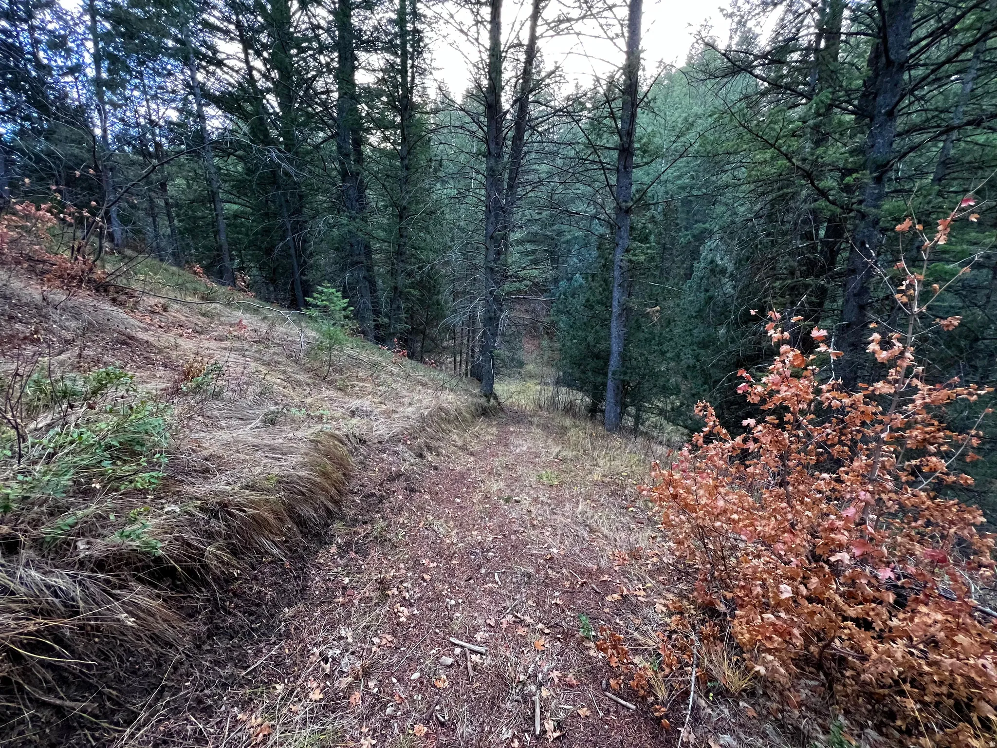 View of wooded area