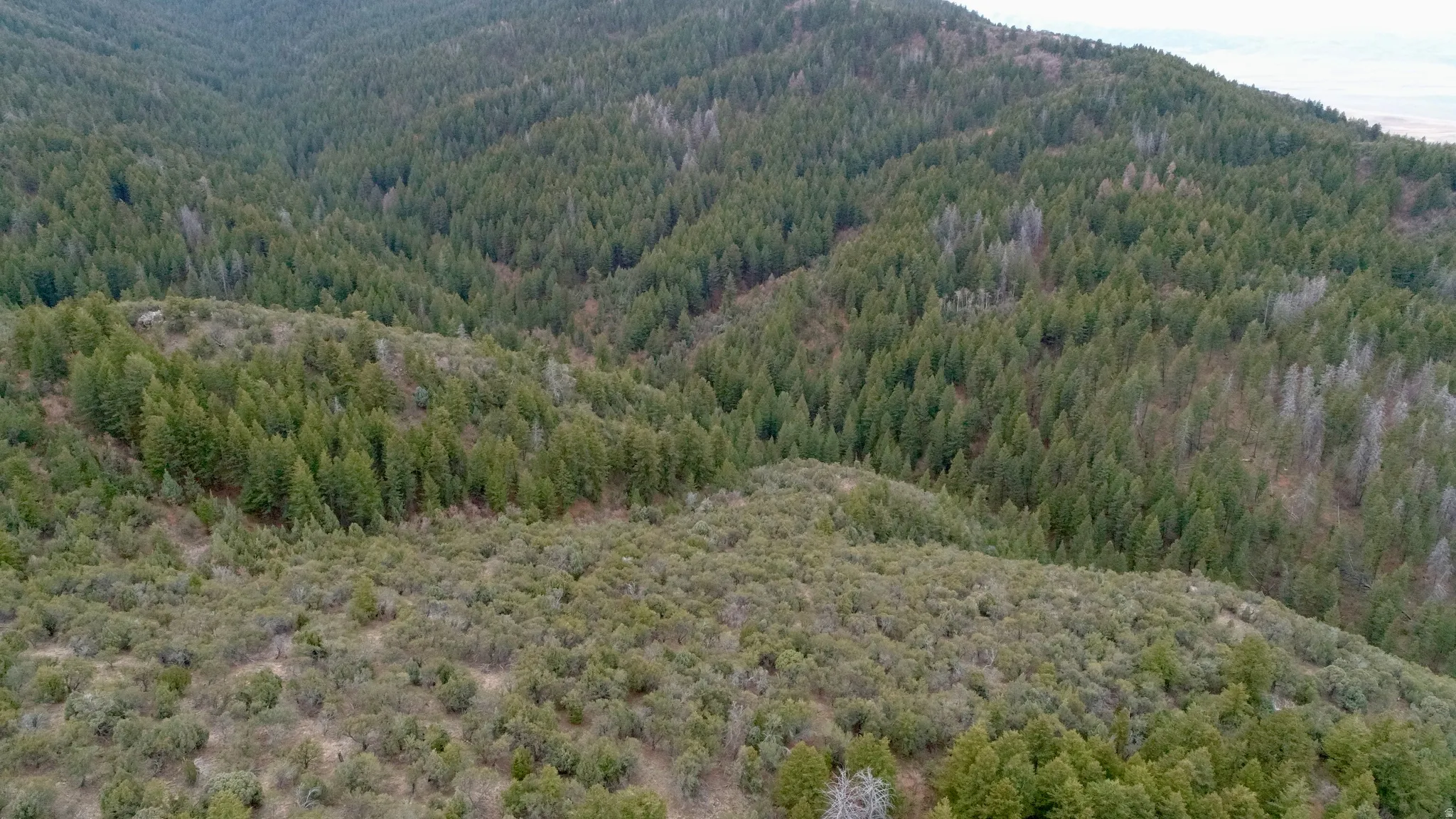 Mountain view featuring a forest
