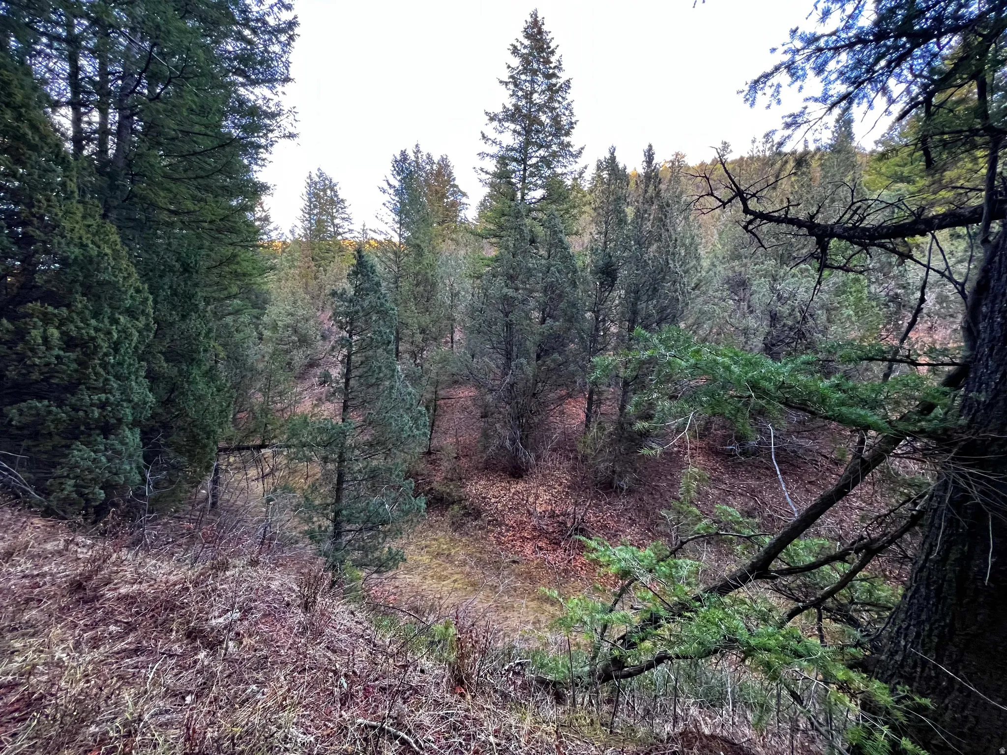View of woods