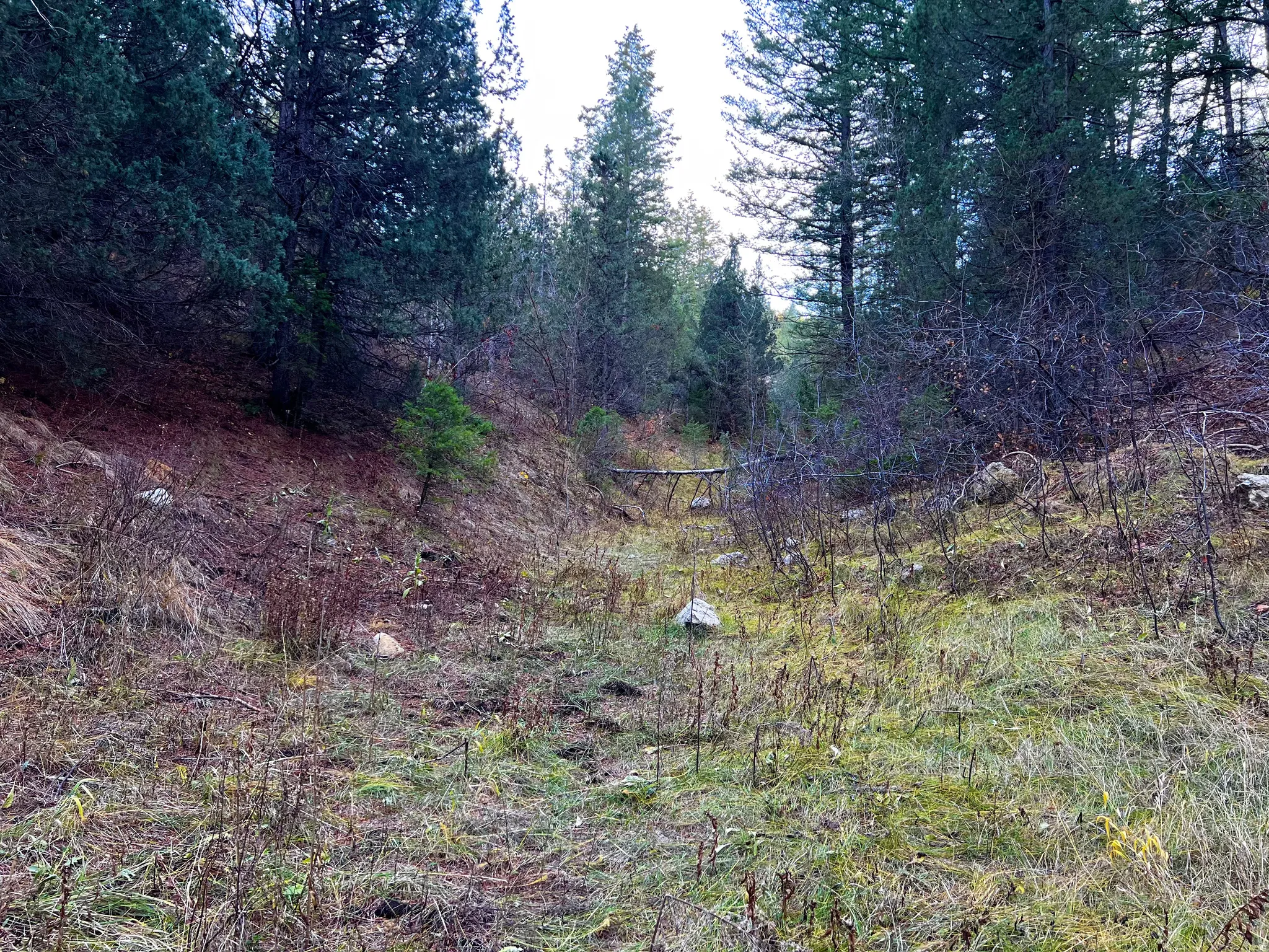 View of local wilderness