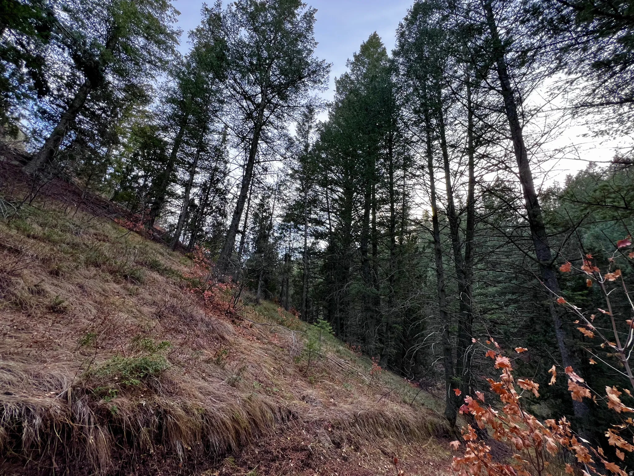 View of tree filled area