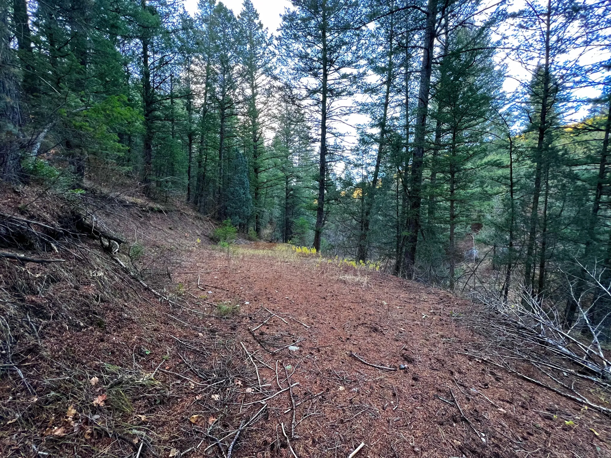 View of wooded area