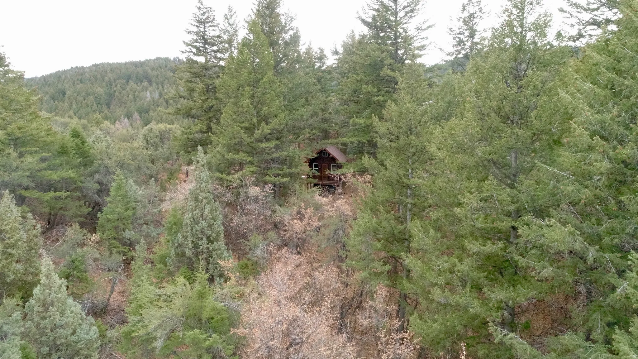 View of tree filled area