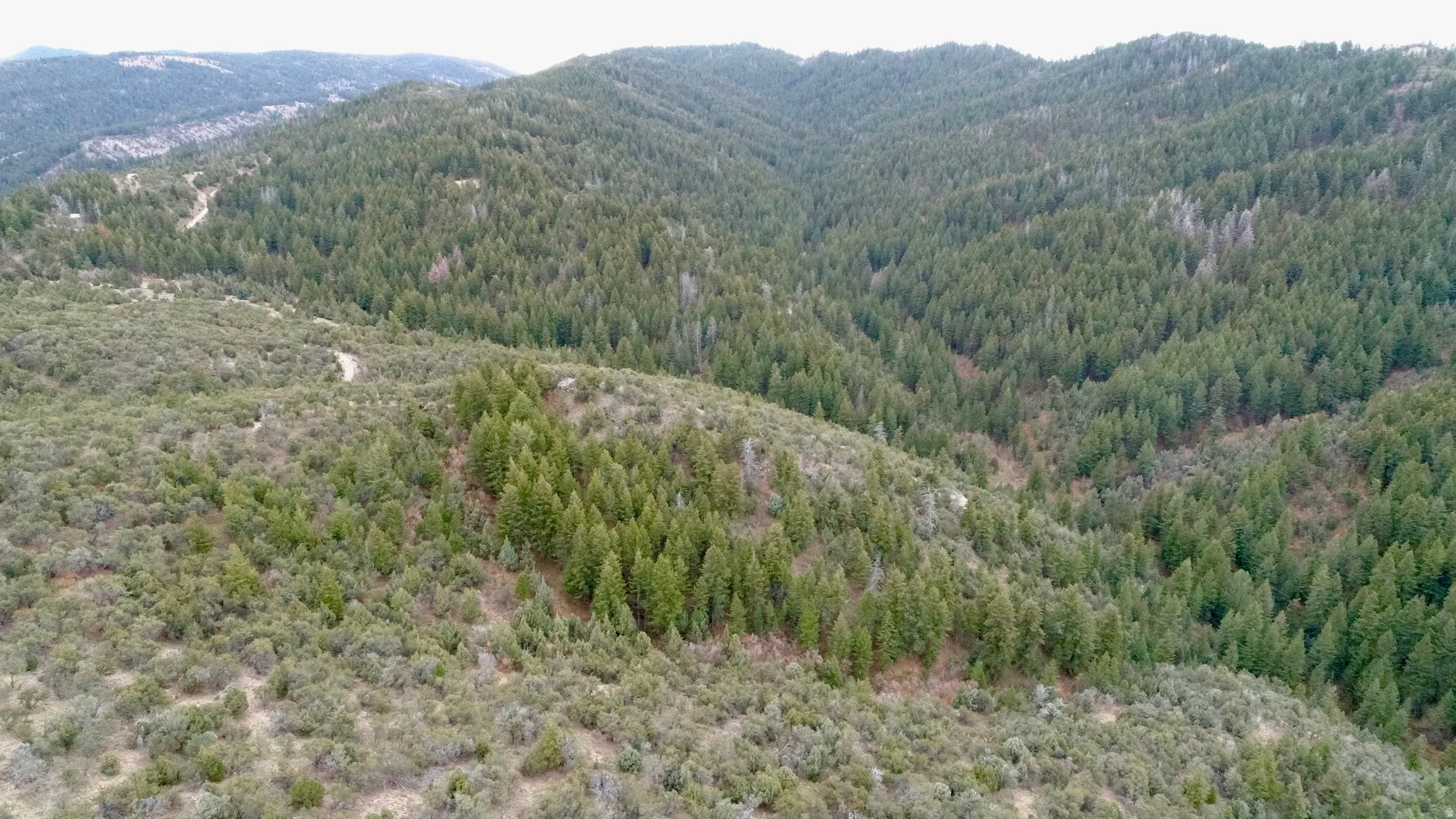 Mountain view featuring a heavily wooded area