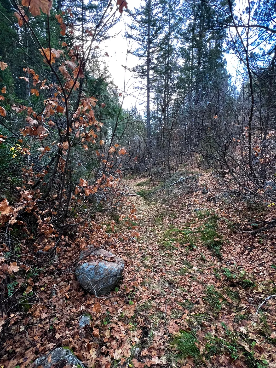 View of local wilderness