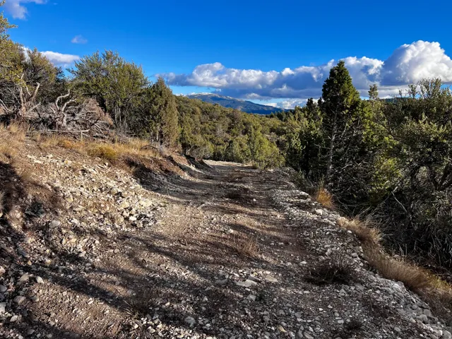 Mountain view featuring a heavily wooded area