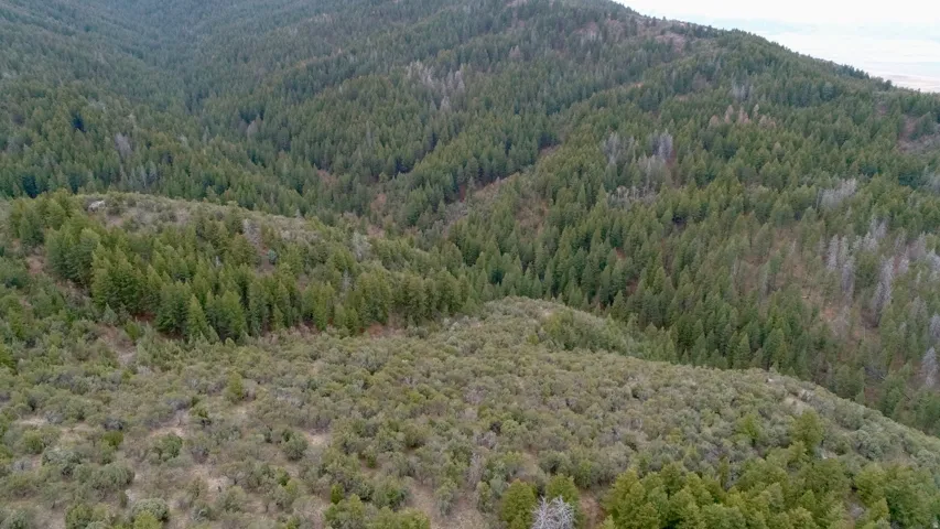 Mountain view featuring a forest