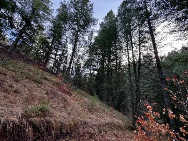 View of tree filled area