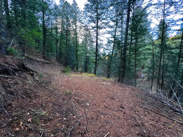 View of wooded area
