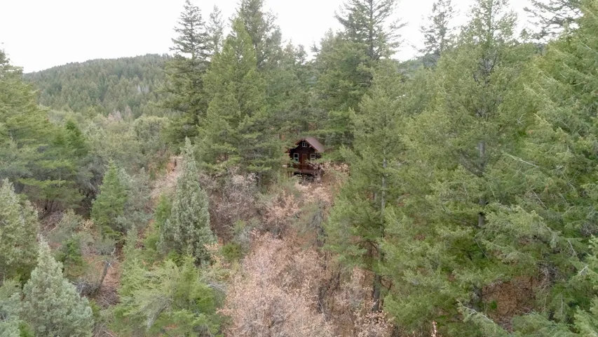 View of tree filled area