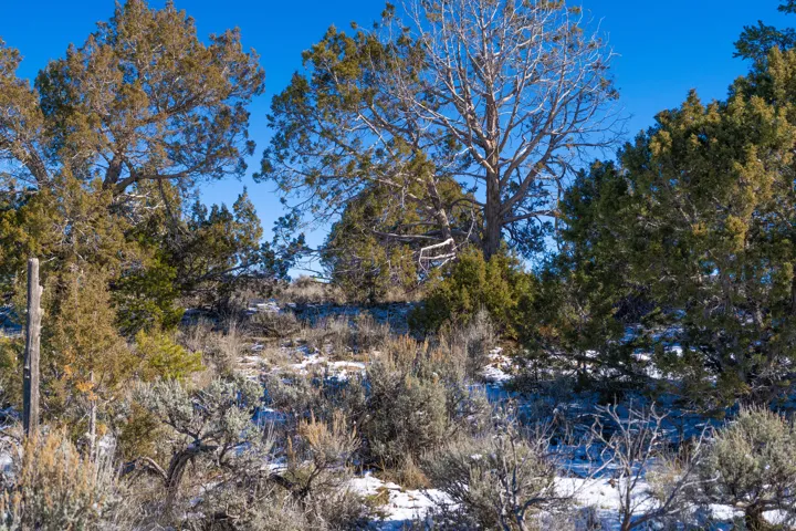 Snowy view