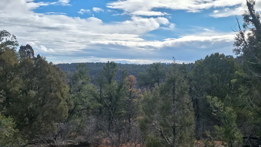 View of mountain backdrop with a forest